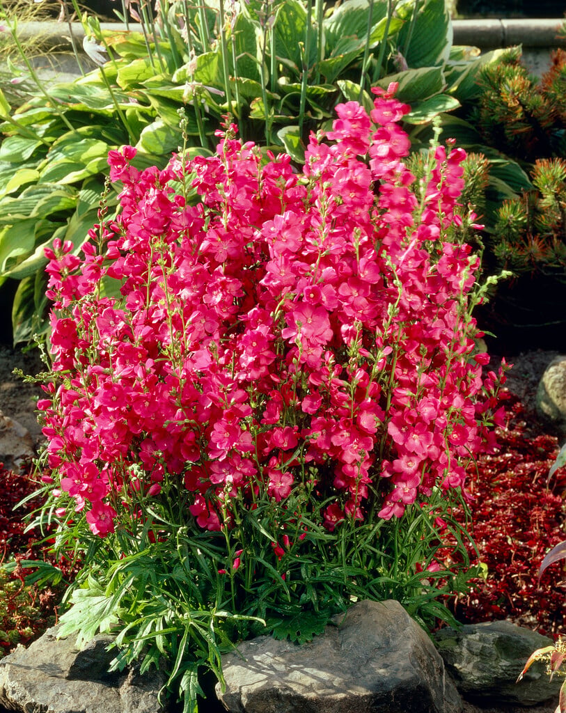 <em>Sidalcea</em> 'Brilliant'