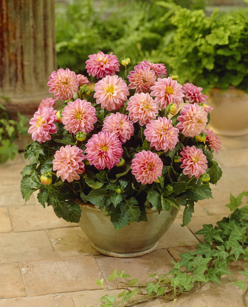 <i>Dahlia</i> 'Lisa' (Misc)