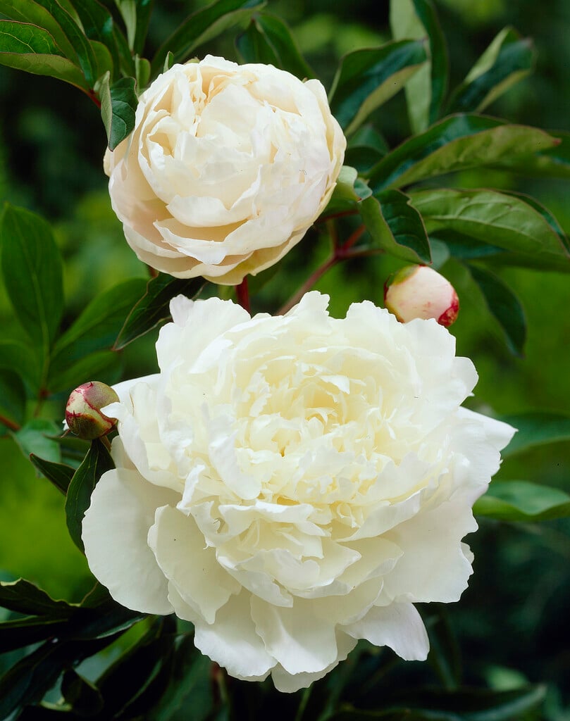 peony 'Kelway's Glorious'