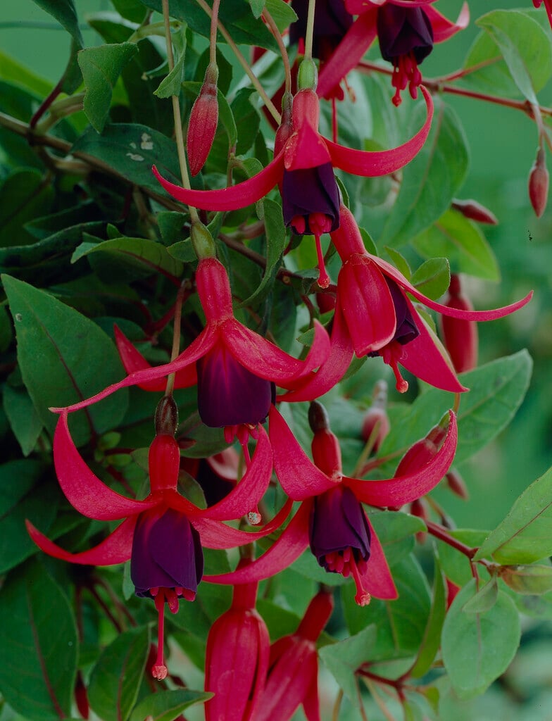 fuchsia 'Charming'