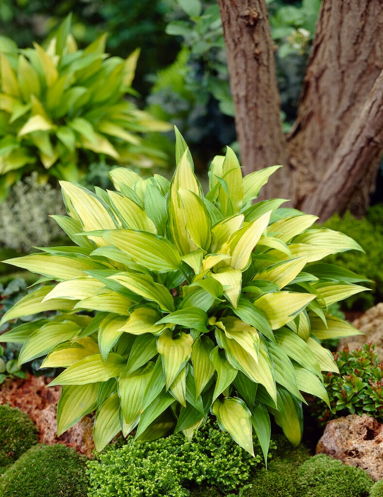 plantain lily 'Chinese Sunrise'