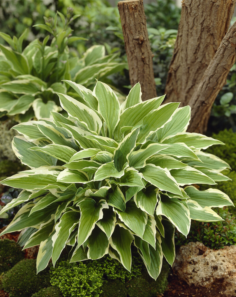 <i>Hosta</i> 'Spinners' (_fortunei_) (v)