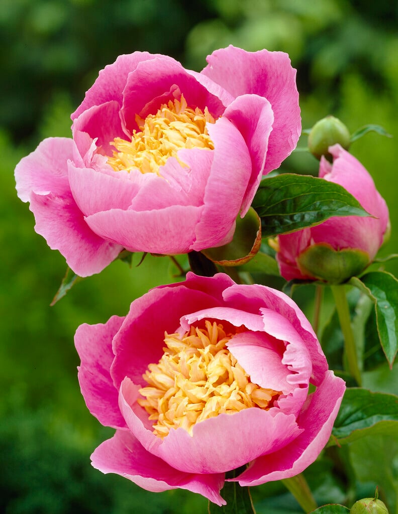 peony 'Globe of Light'