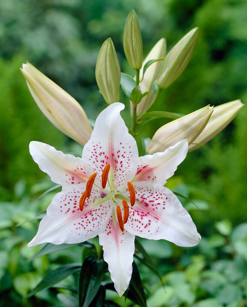 Lilium &Muscadet& (VIIab/b) lily &Muscadet& Bulbs/RHS Gardening