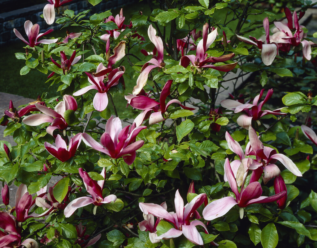 black lily magnolia