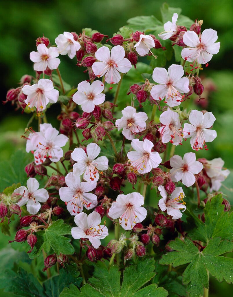 big-root cranesbill 'Spessart'