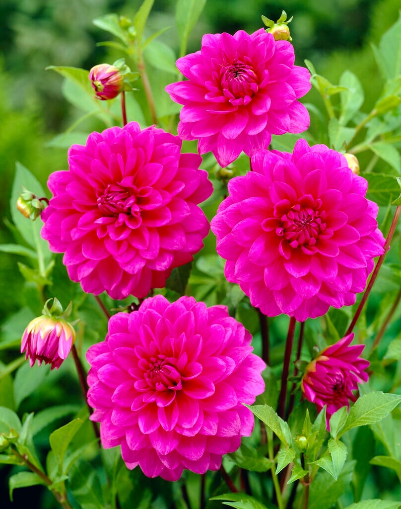 <i>Dahlia</i> 'Requiem' (D)