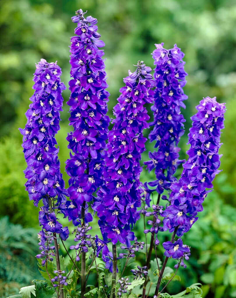 delphinium 'Schildknappe'