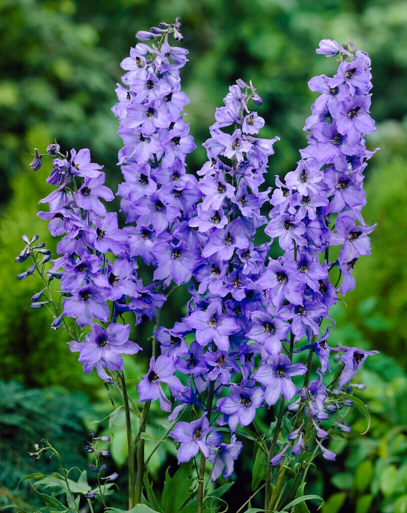 delphinium 'Blauwal'