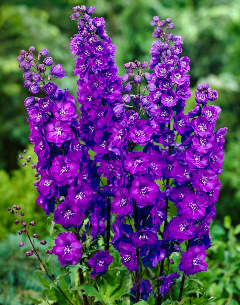 delphinium 'Christel'