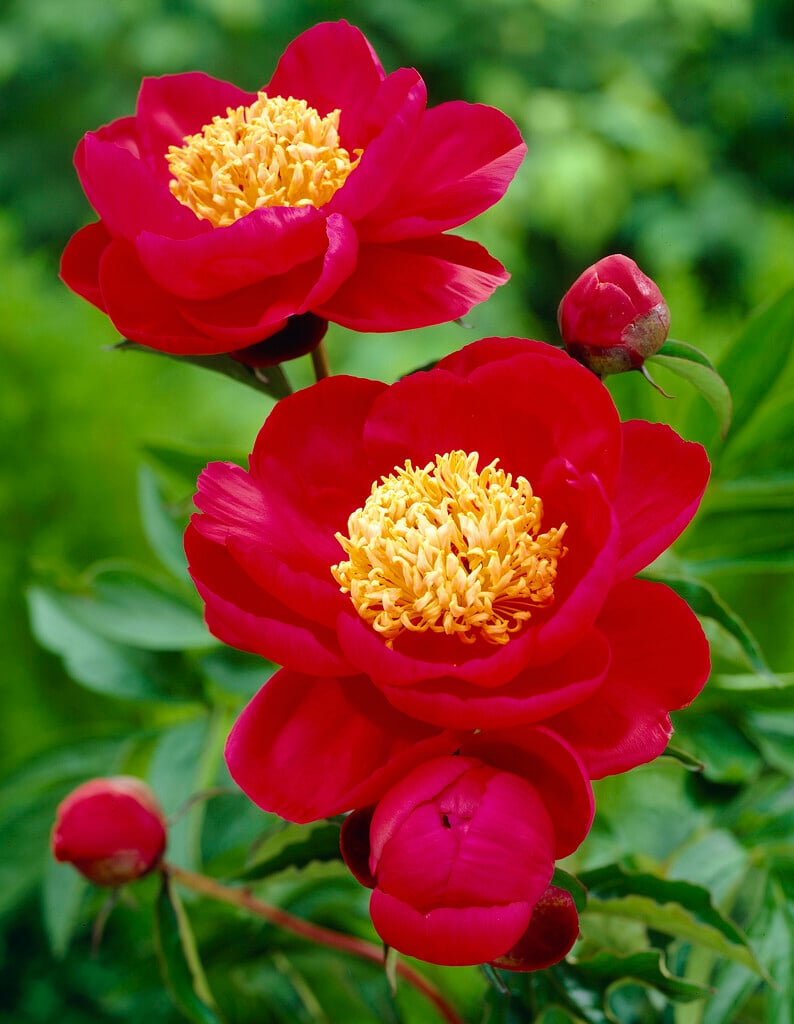 peony 'Soshi'