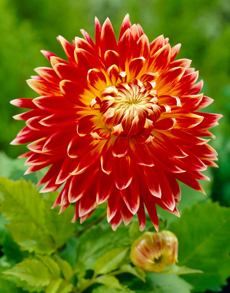 dahlia 'Akita'