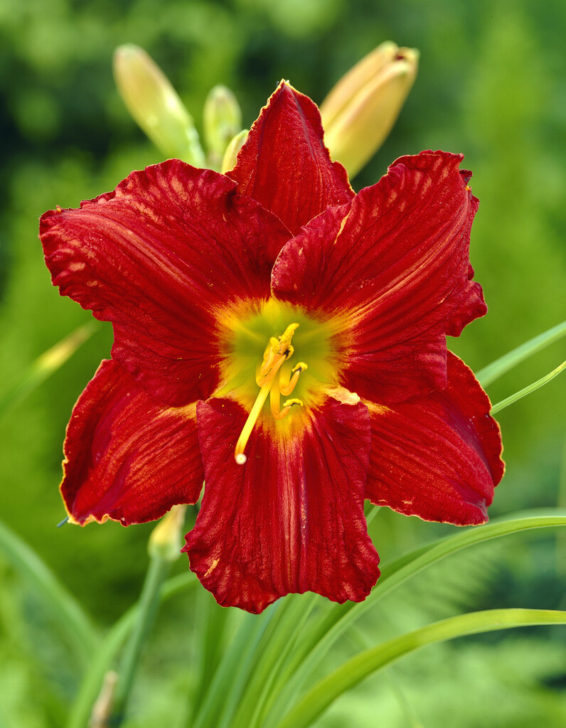 daylily 'Amadeus'