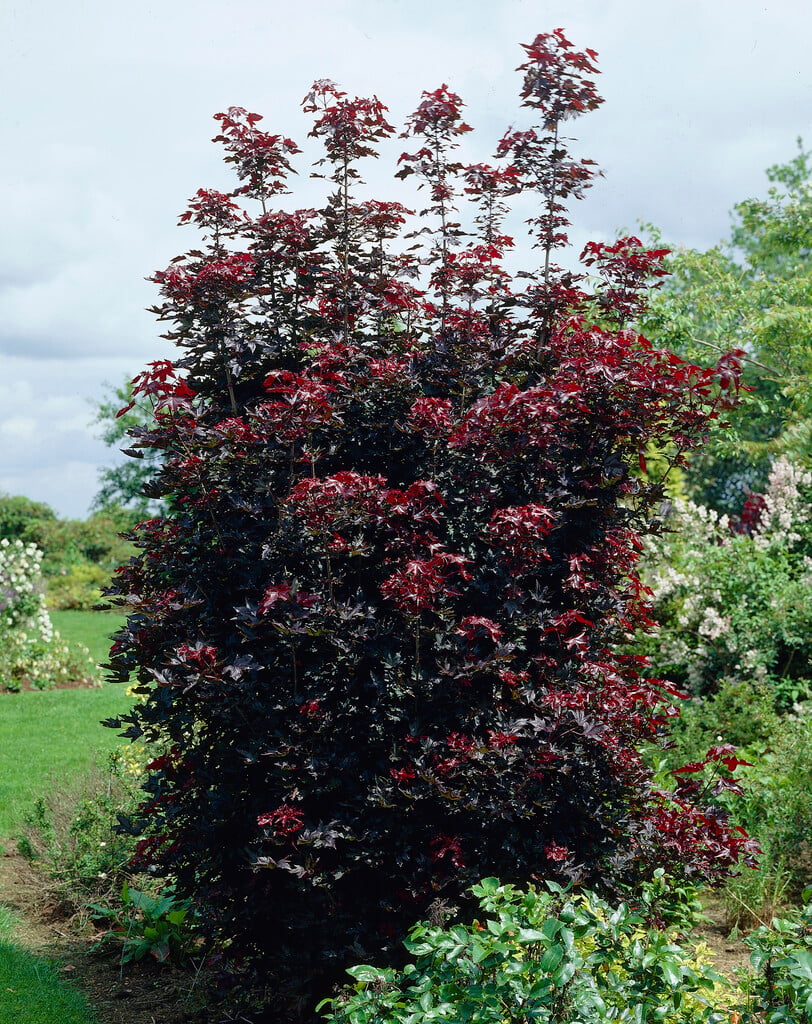 Norway maple 'Crimson Sentry'