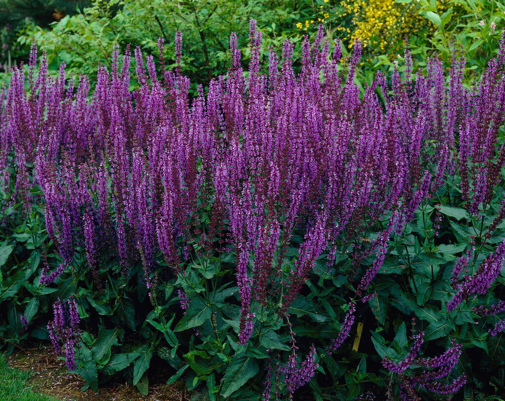 <i>Salvia</i> × <i>sylvestris</i> 'Lye End'