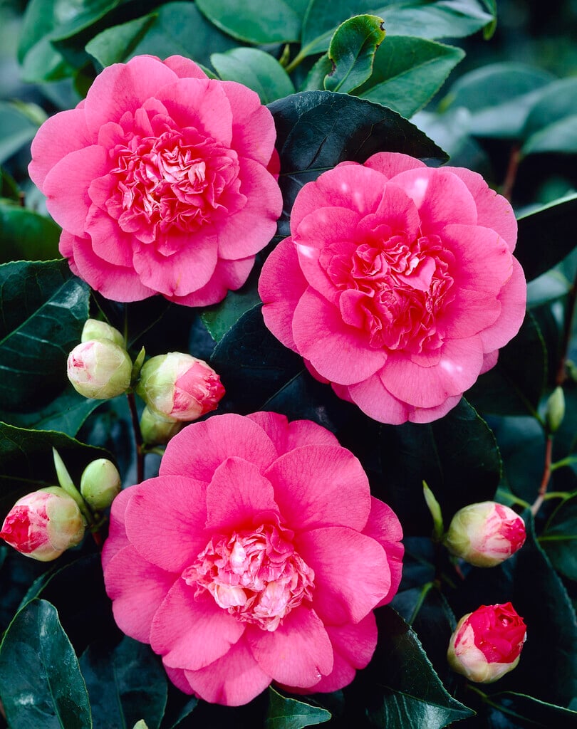 camellia Elegans'