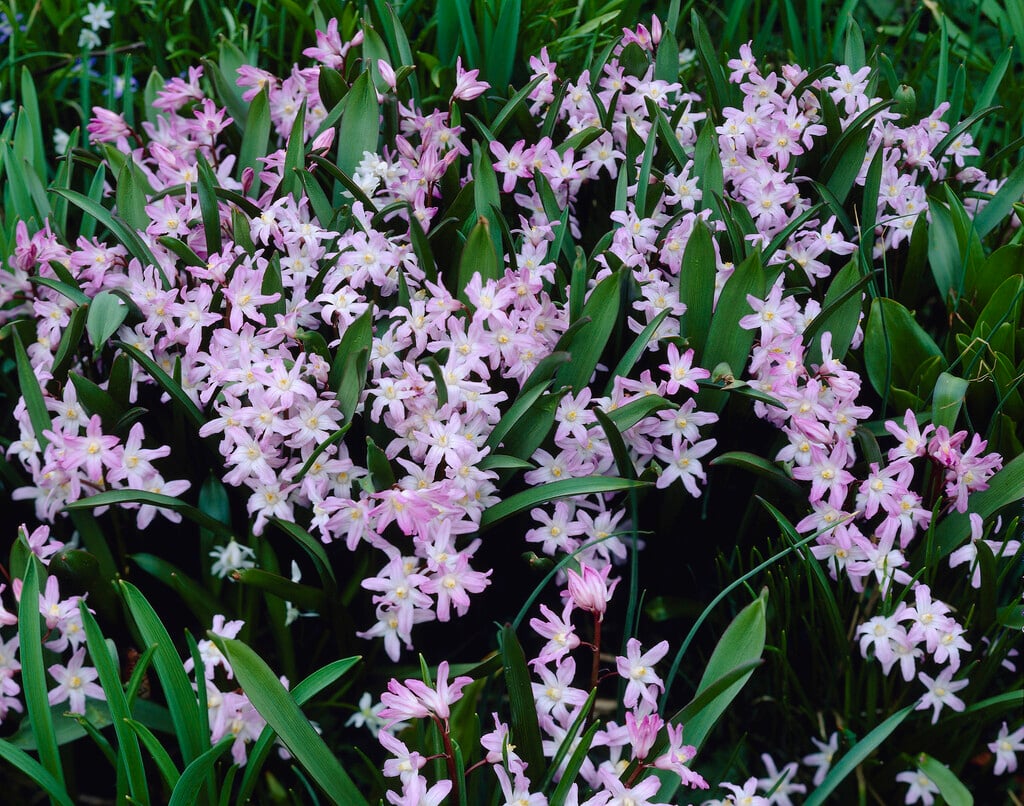squill 'Pink Giant'
