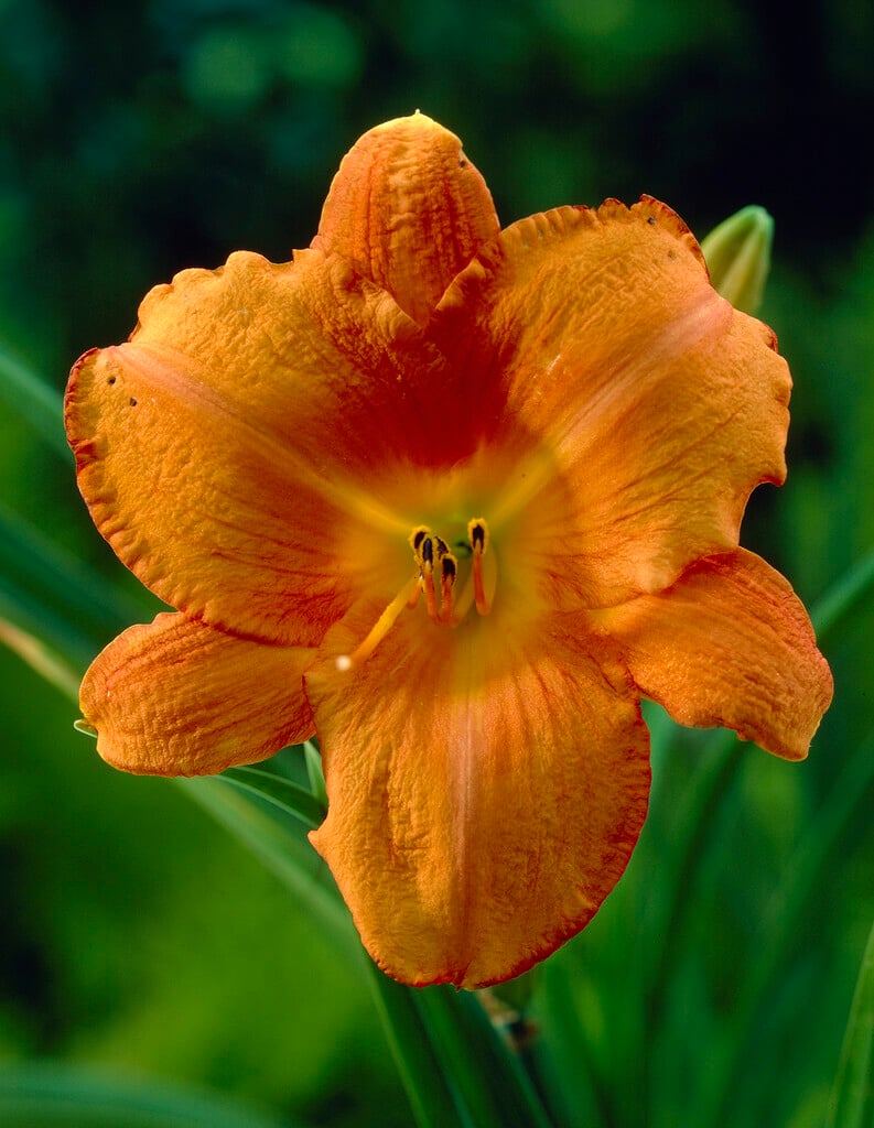 daylily 'Mauna Loa'
