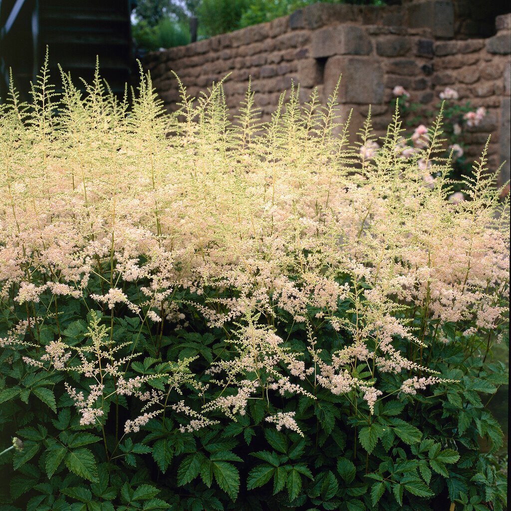 Astilbe &Mont Blanc& (× _arendsii_) | astilbe &Mont Blanc& Herbaceous ...