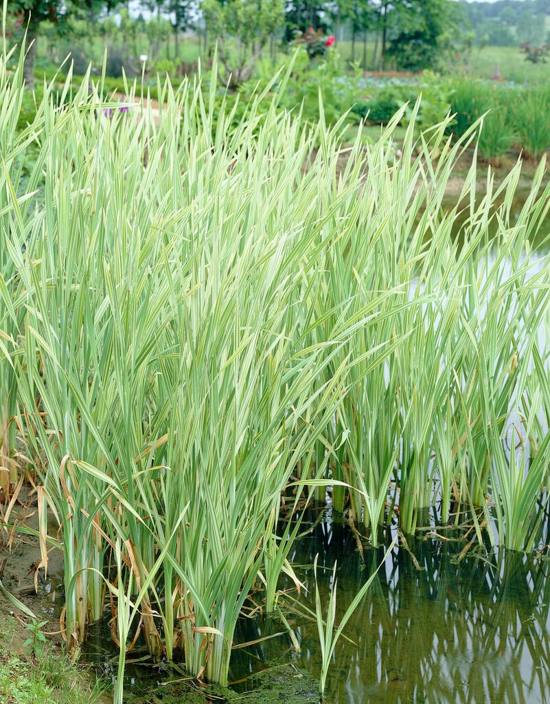 <i>Typha</i> <i>latifolia</i> 'Variegata' (v)