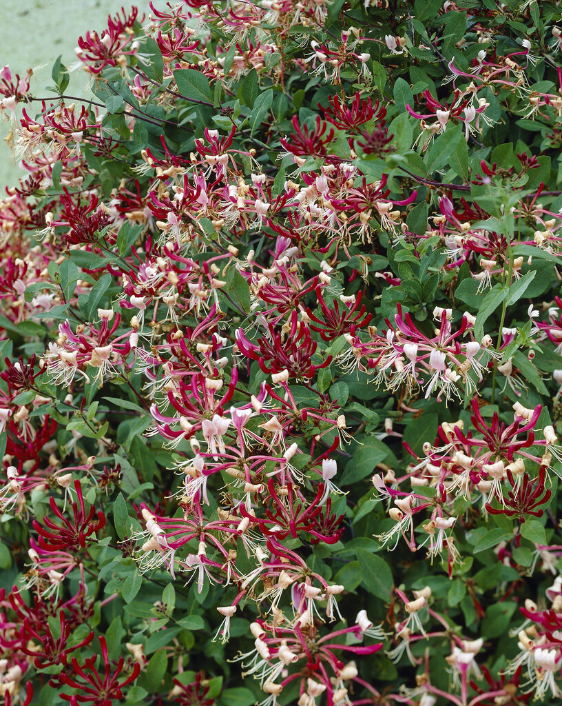 late Dutch honeysuckle
