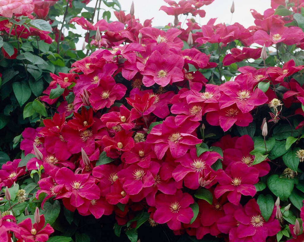 clematis 'Rouge Cardinal'