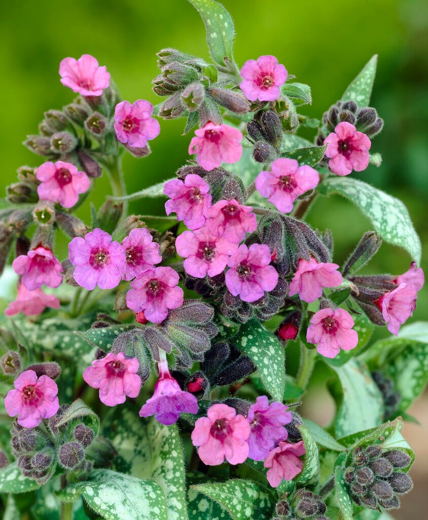 lungwort 'Mary Mottram'