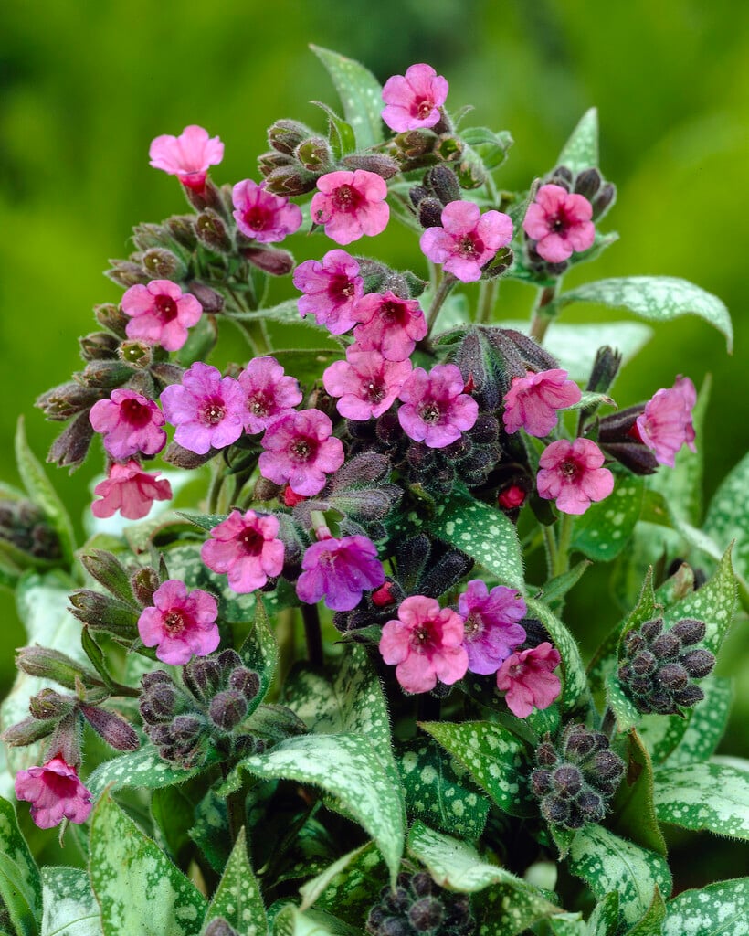 lungwort 'Mary Mottram'