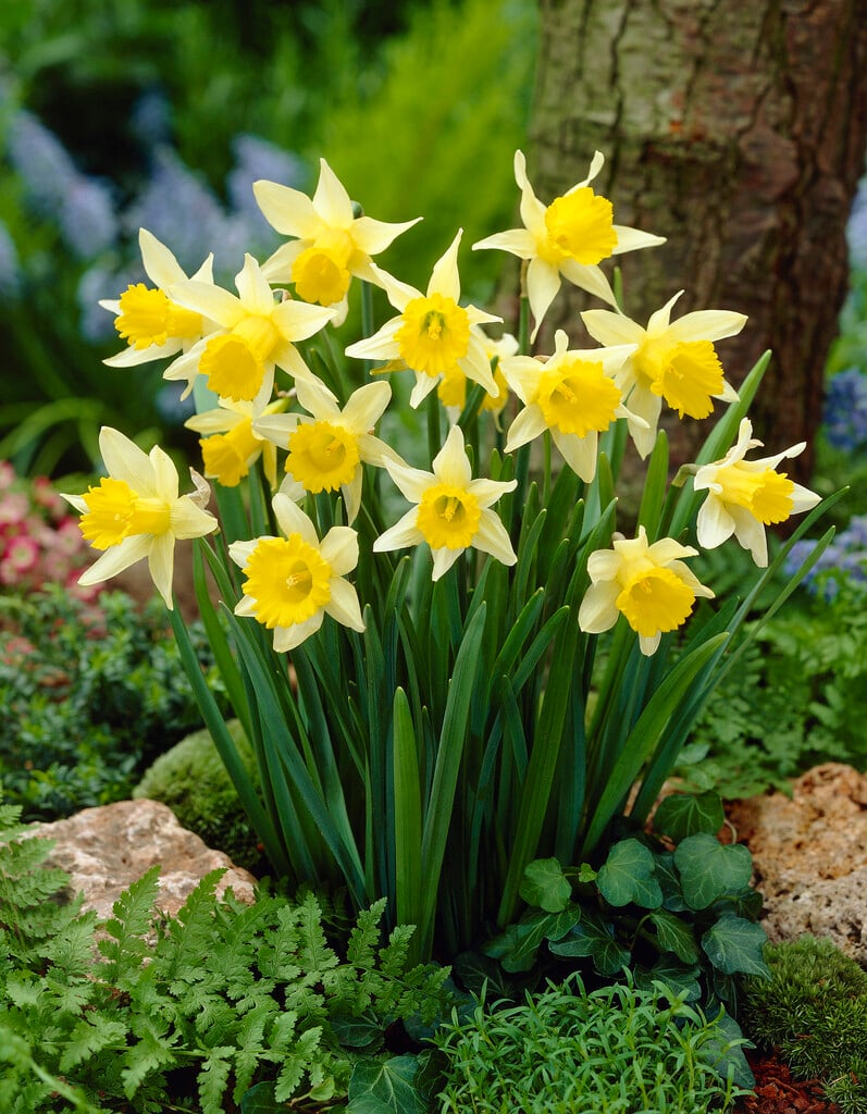 Narcissus pseudonarcissus &Lobularis& Lent lily daffodil Bulbs/RHS