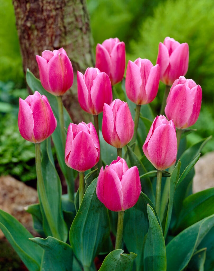 tulip 'Early Glory'