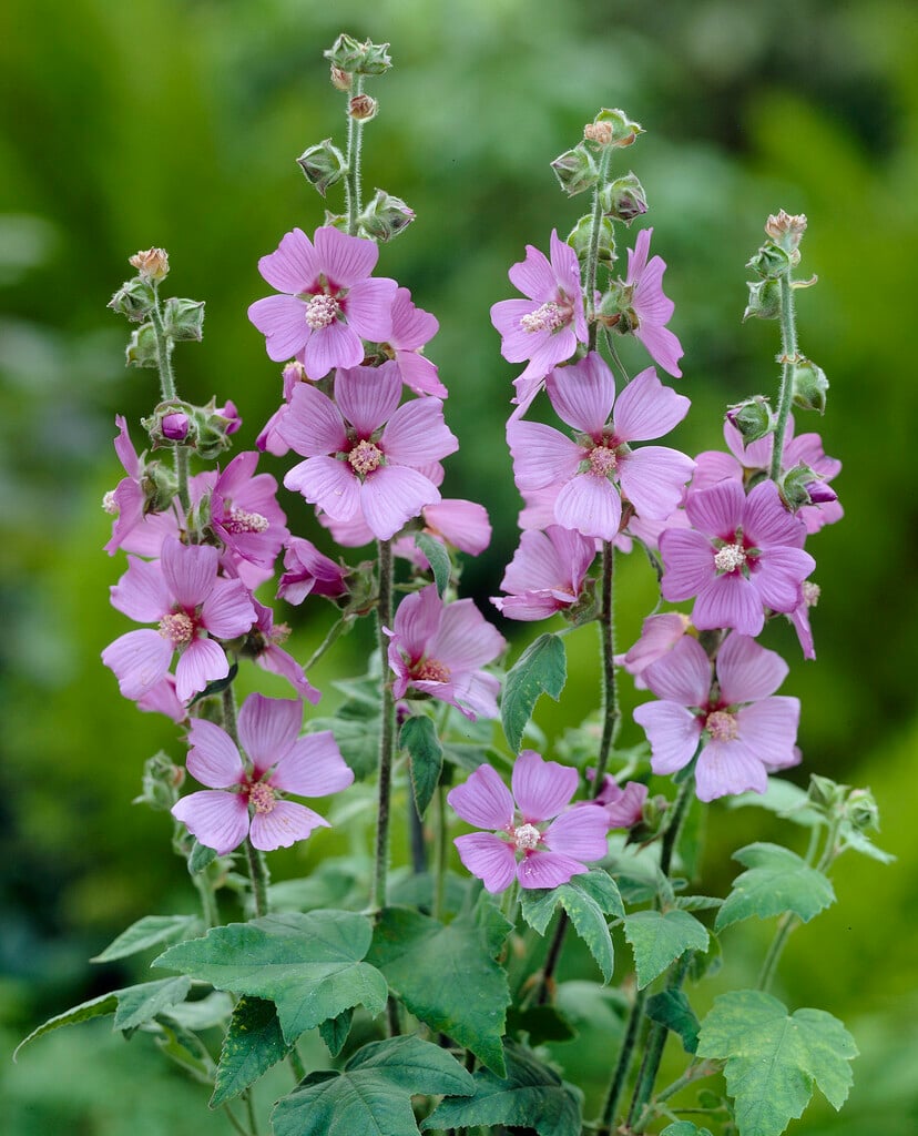 <em>Malva</em> <em>olbia</em> 'Lilac Lady'