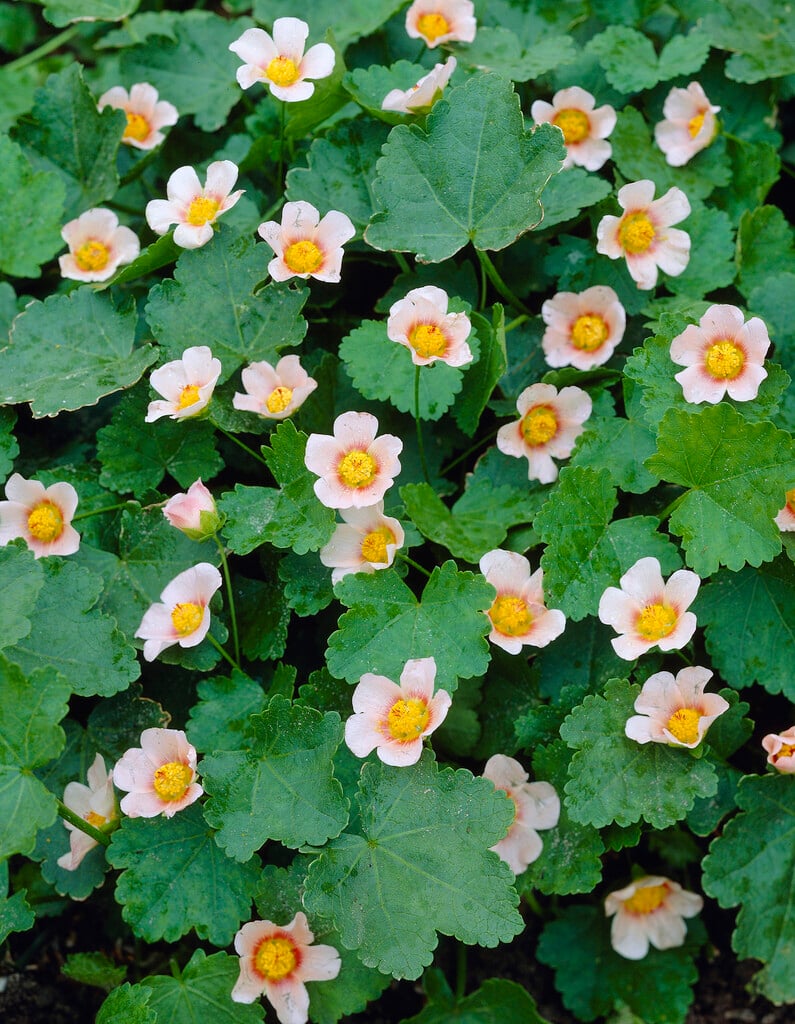 <em>Modiolastrum</em> <em>lateritium</em>