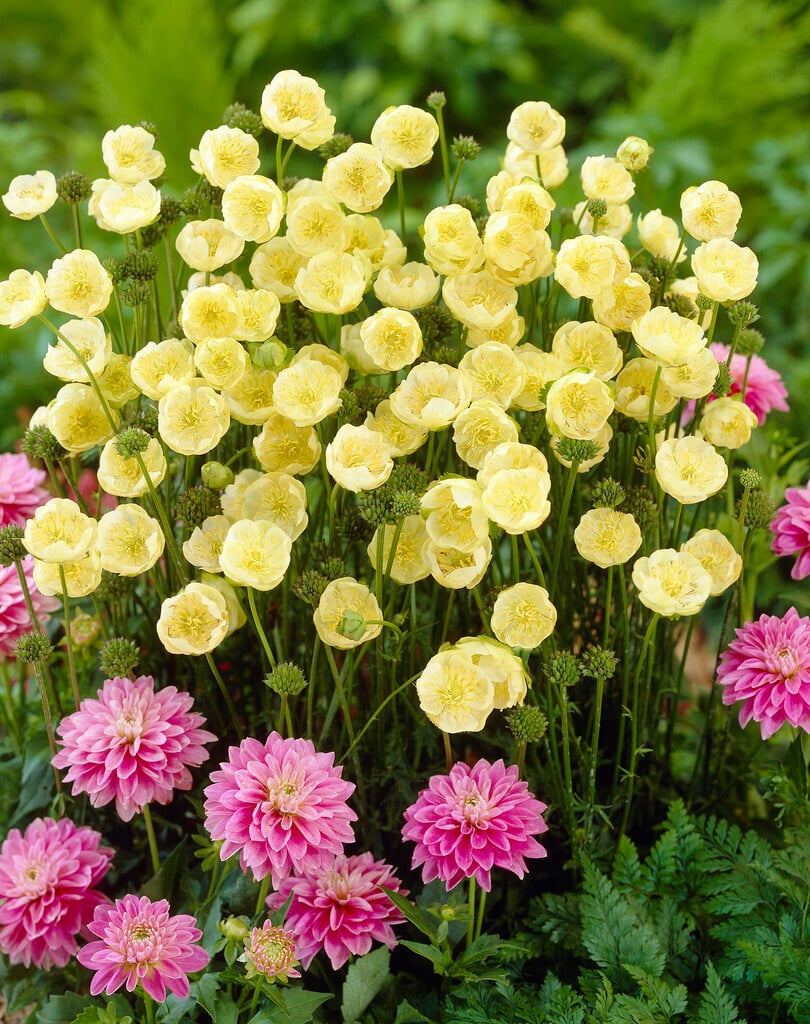globeflower 'Taleggio'