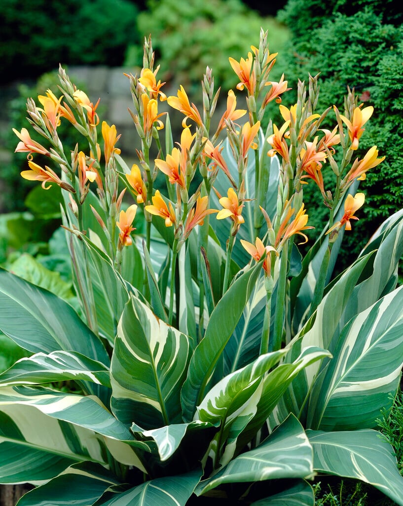 Canna 'Stuttgart' (v)|canna 'Stuttgart'/RHS Gardening