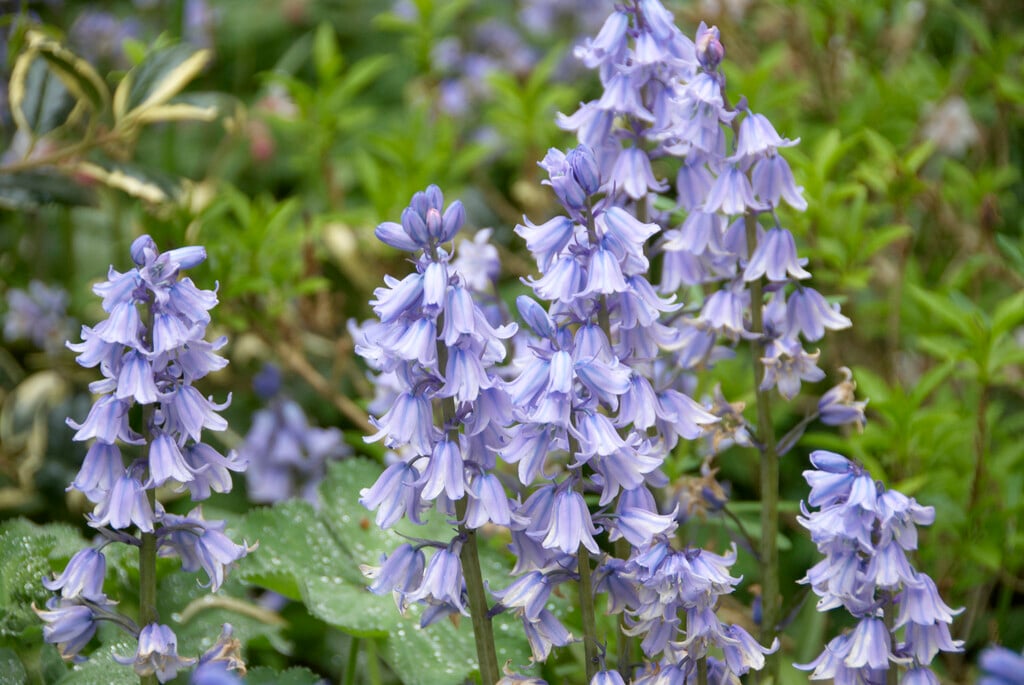 <i>Hyacinthoides</i> <i>hispanica</i> 'Excelsior'