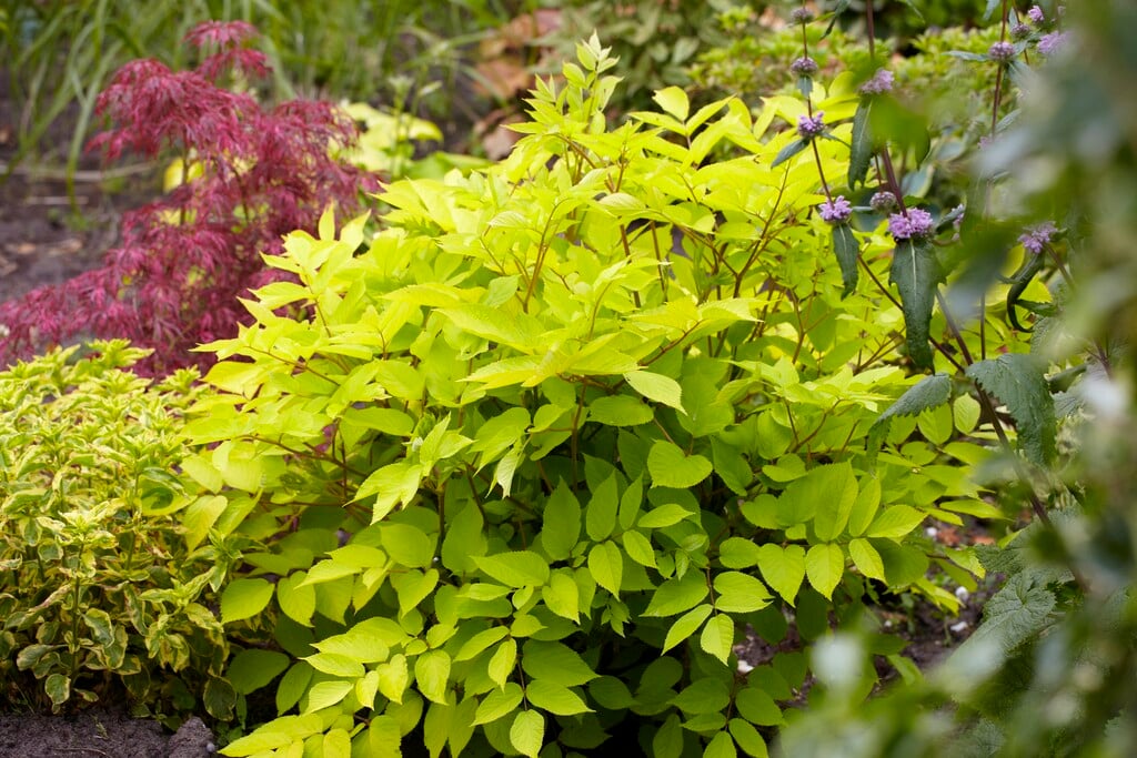 Japanese spikenard 'Sun King'