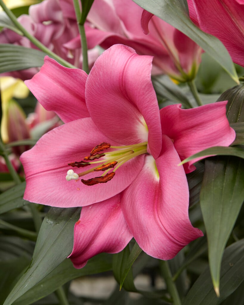 lily 'Bowmore'