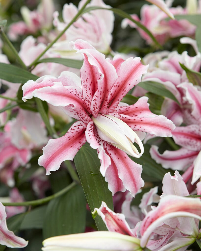 lily 'Magic Star'