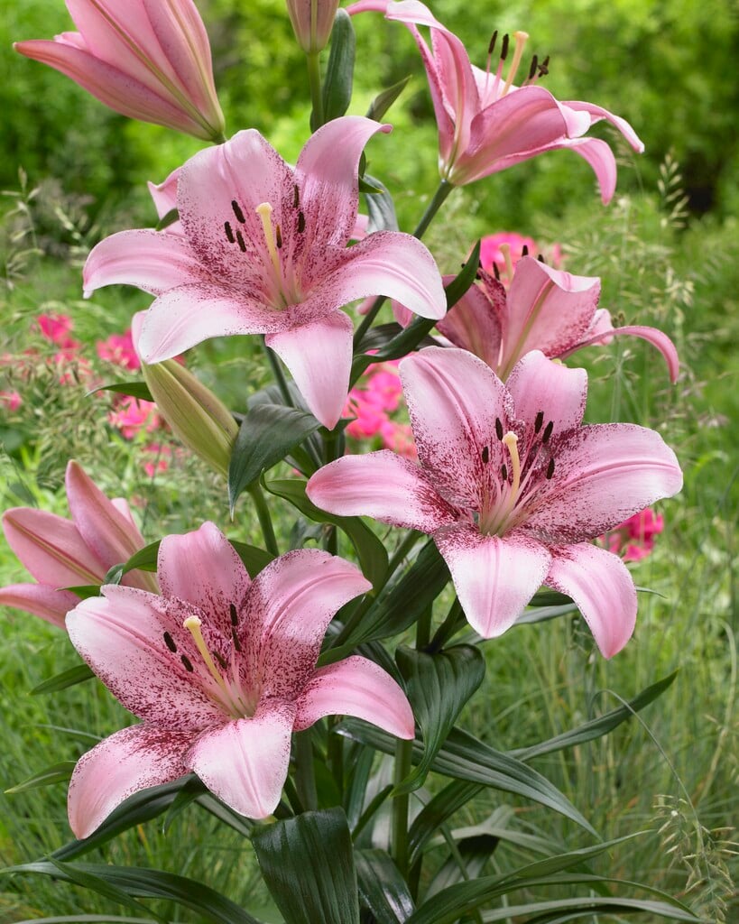 lily 'Cogoleto'