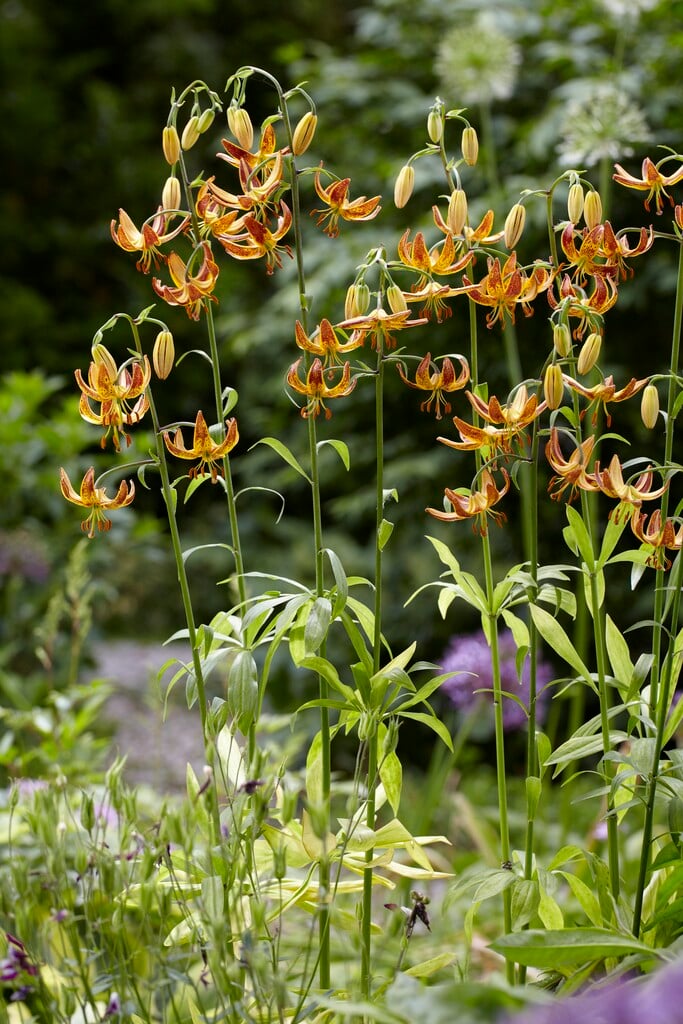 lily 'Sunny Morning'