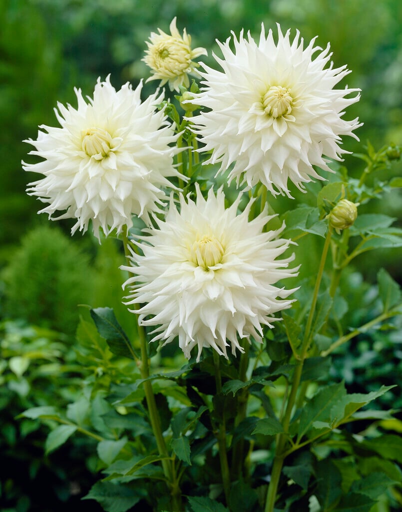 <i>Dahlia</i> 'Klondike' (S-c)