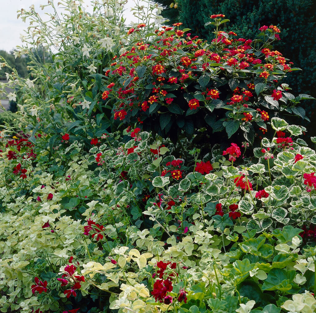 <i>Lantana</i> 'Red'
