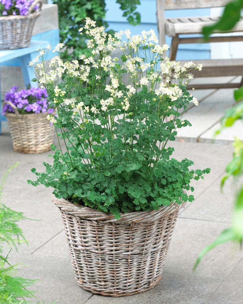 tuberous-rooted meadow rue