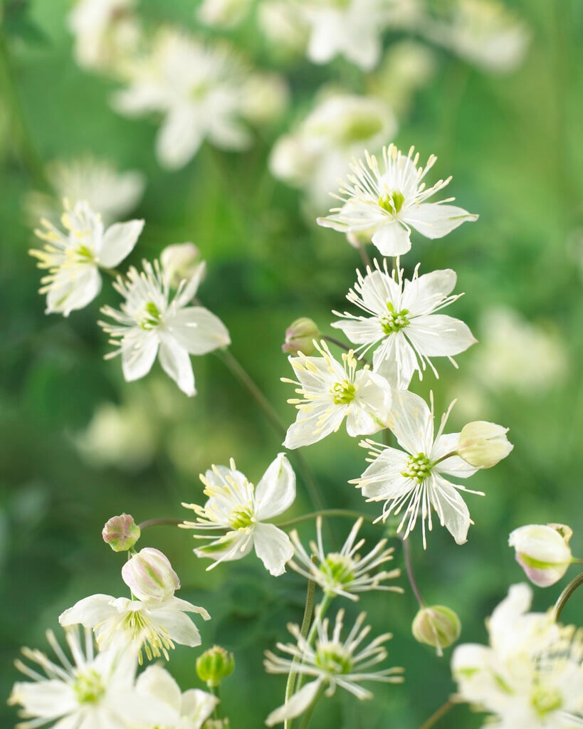 tuberous-rooted meadow rue