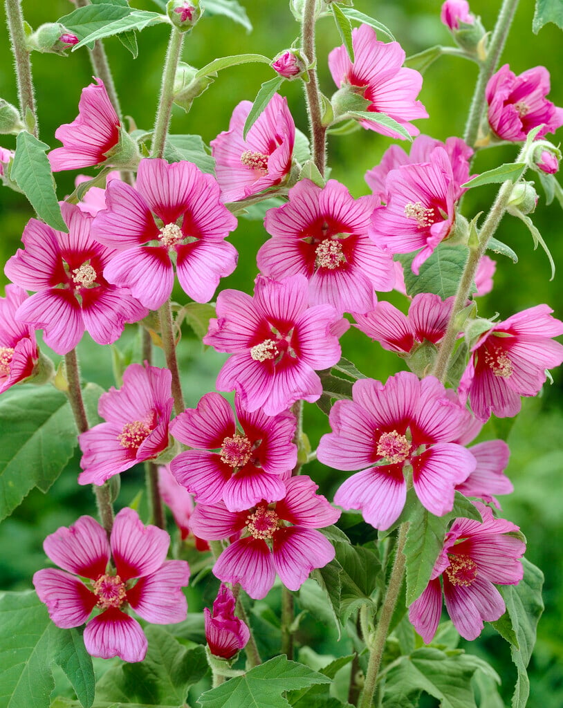 <em>Lavatera</em> <em>olbia</em> 'Eye Catcher'