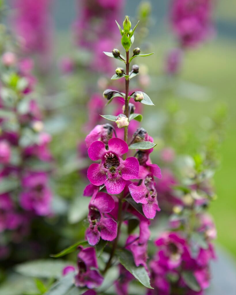 <i>Angelonia</i> <i>angustifolia</i> [<span style="font-variant: small-caps;">Archangel Deep Rose</span>] ('Balarcrose') (Archangel Series)