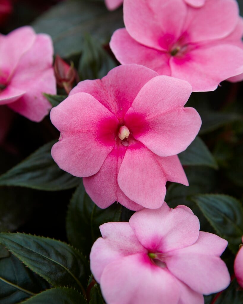 <i>Impatiens</i> <i>hawkeri</i>