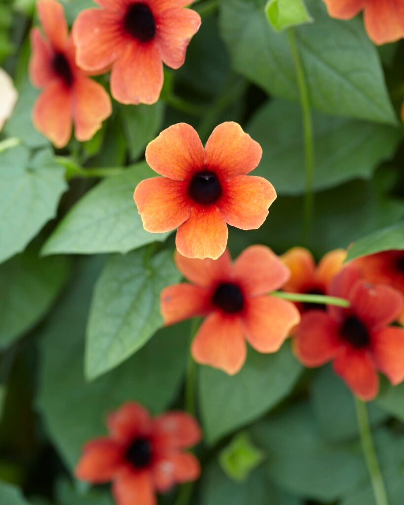 black-eyed Susan