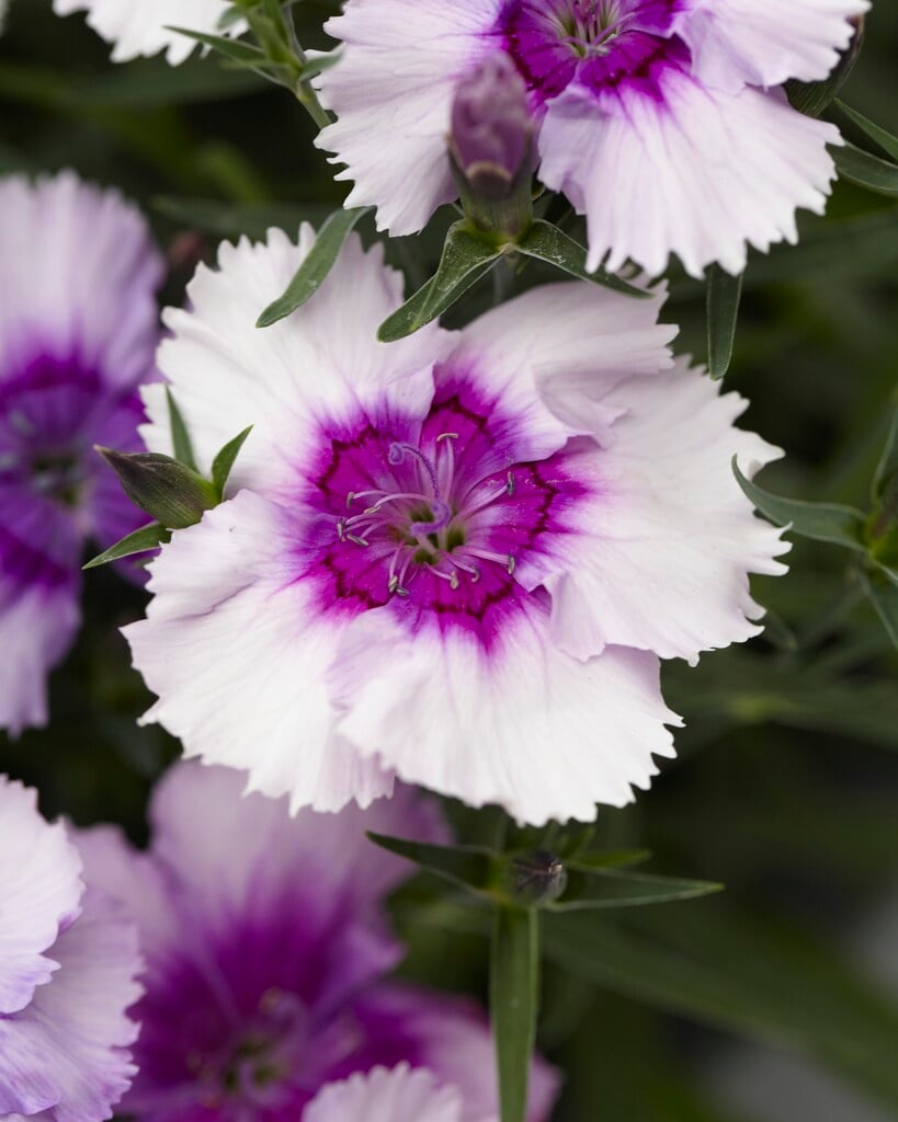 carnation 'Diana Lavender Picotee'