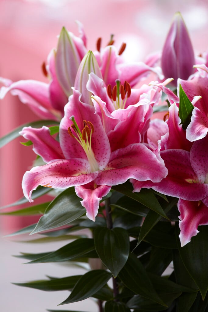 lily 'After Eight'